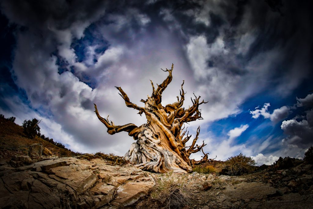 bristlecone pine