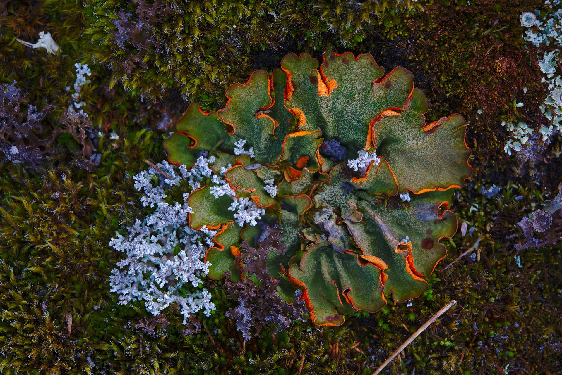 Madera Canyon