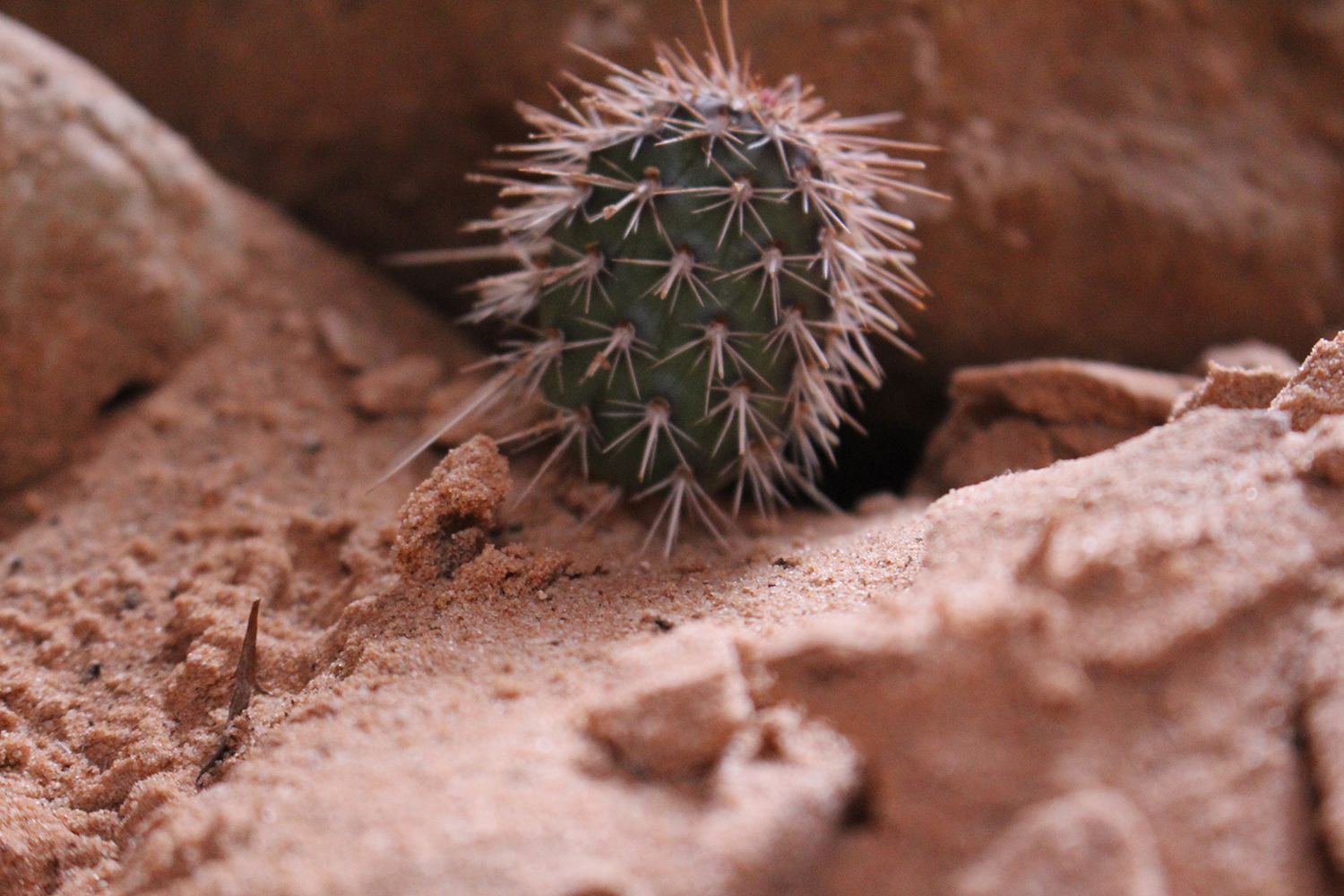 Lessons from a Desert Cactus