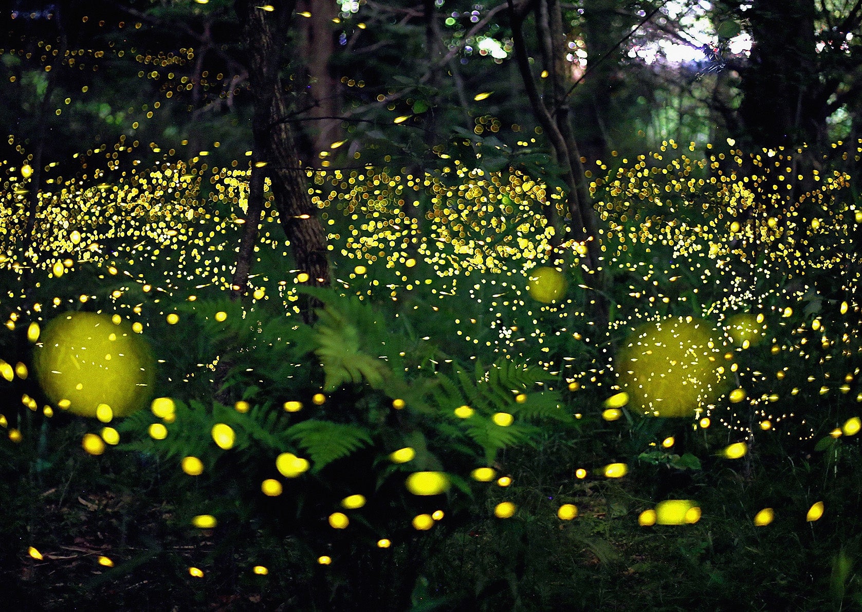 Earth Vignettes: Fireflies