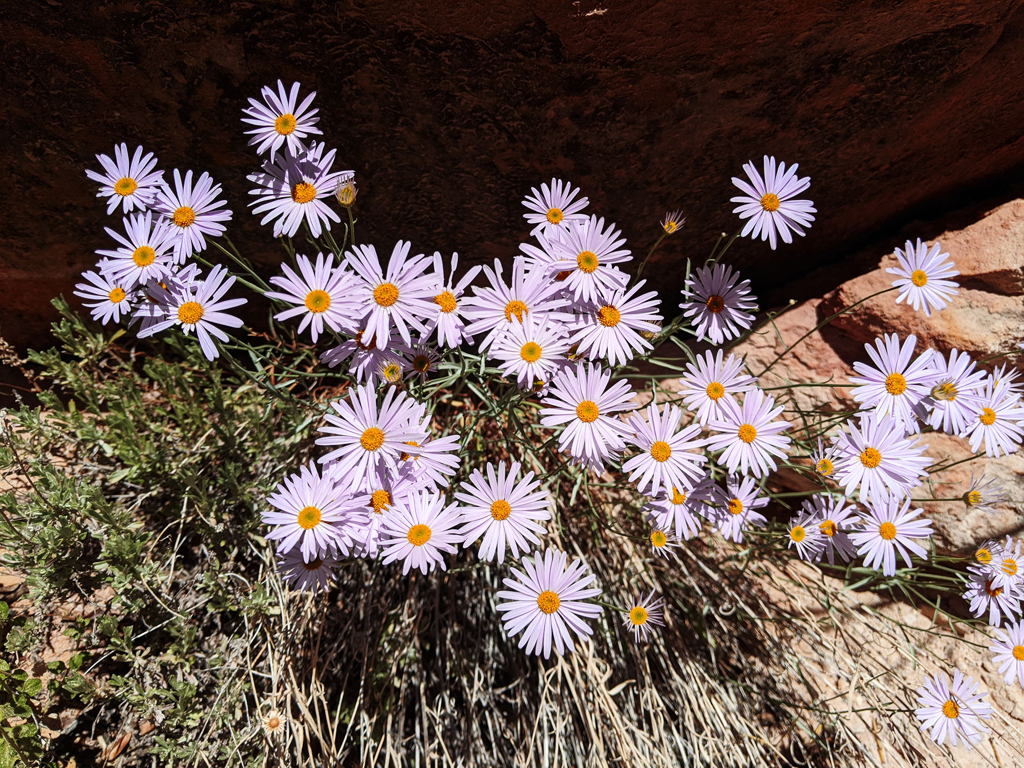 asters sacrament