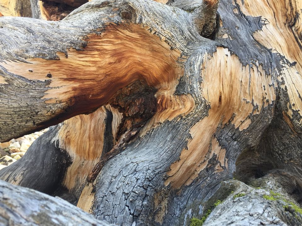 The Counsel of Bristlecone Pine