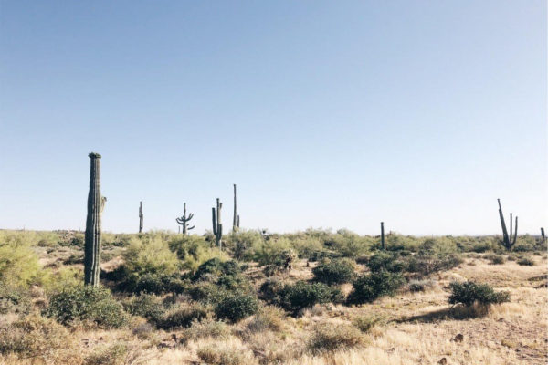 Arizona Desert