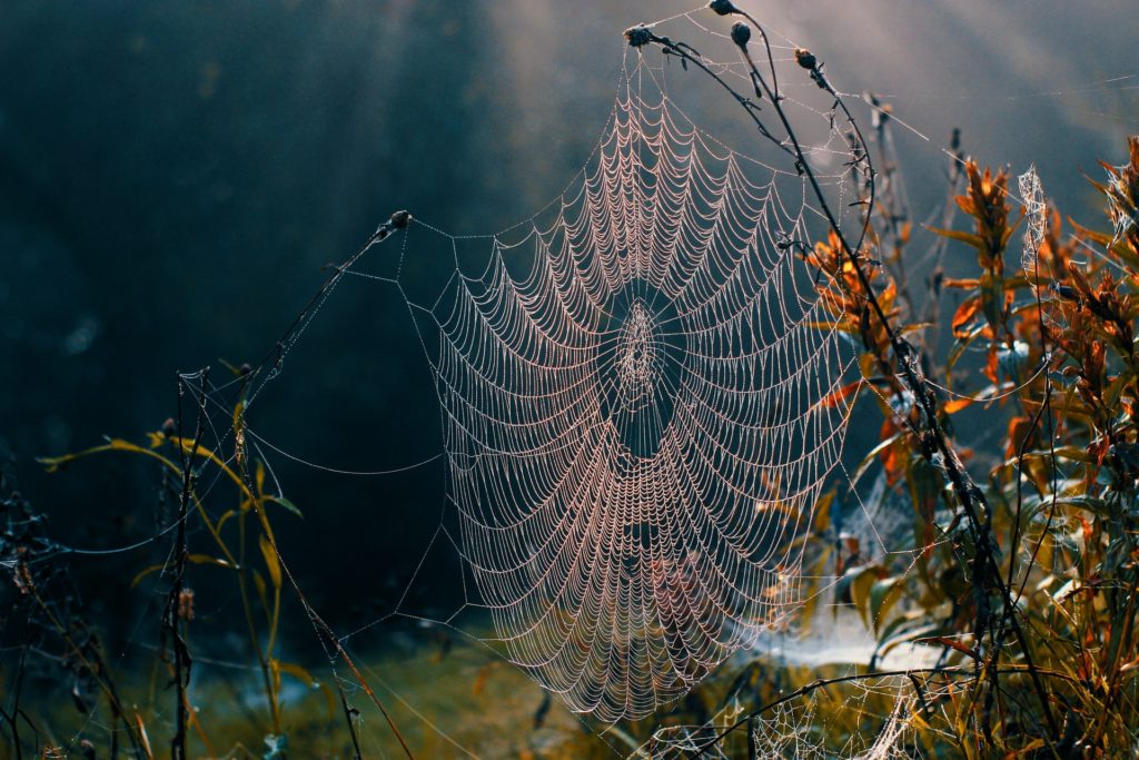 web of belonging