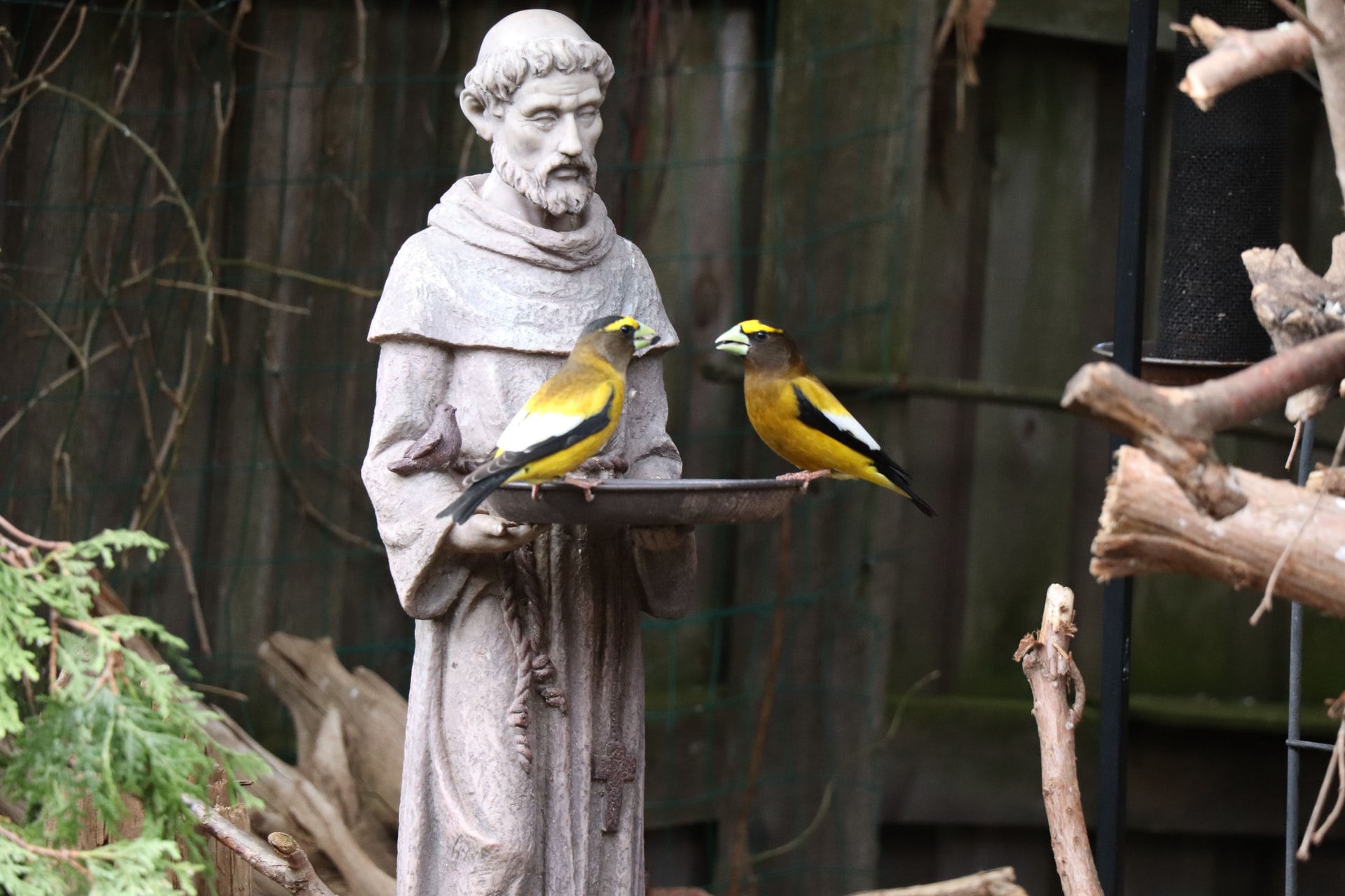 Evening Grosbeak: first sighting