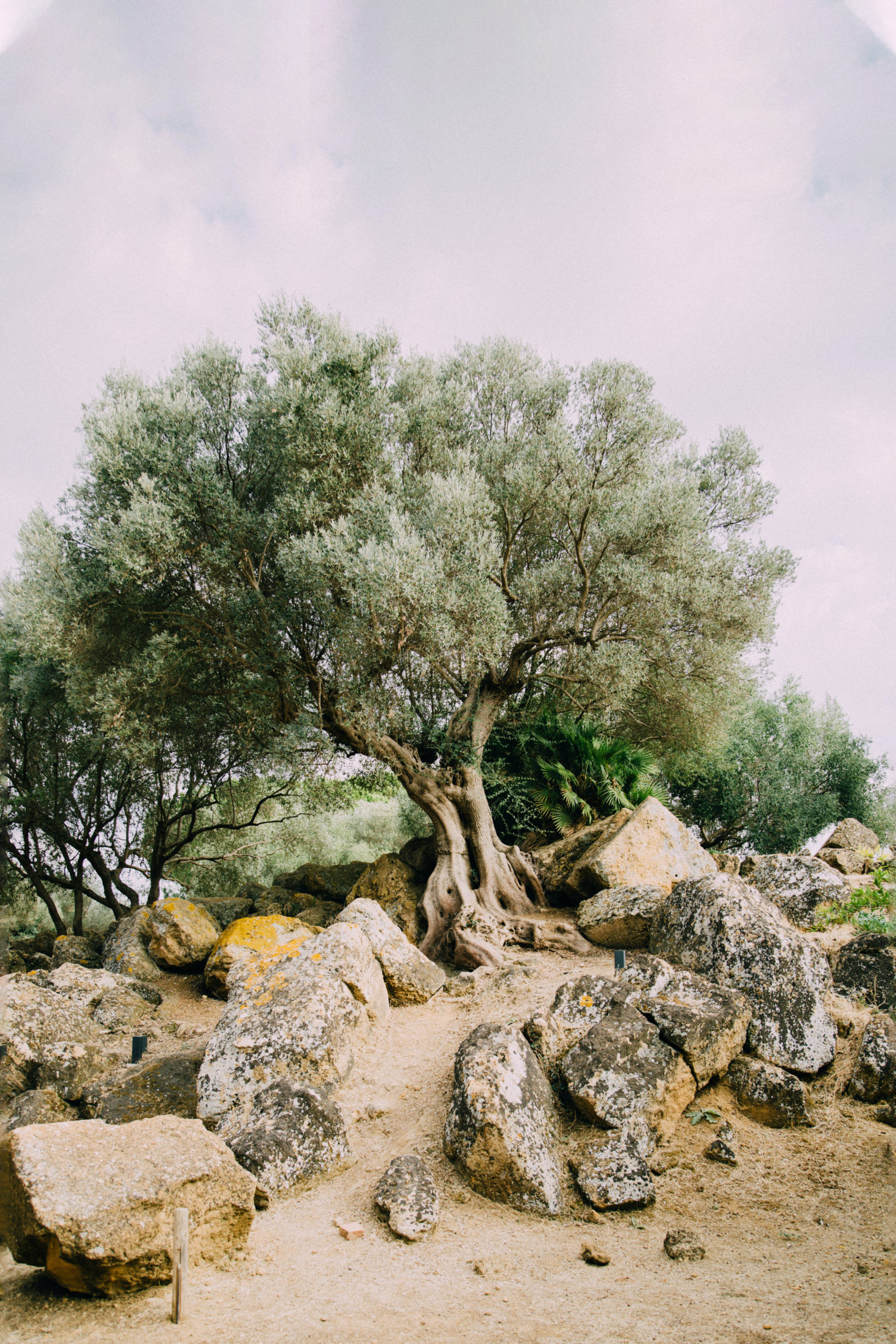 19: The Allegory of the Olive Tree and the Saving Power of Wild Things